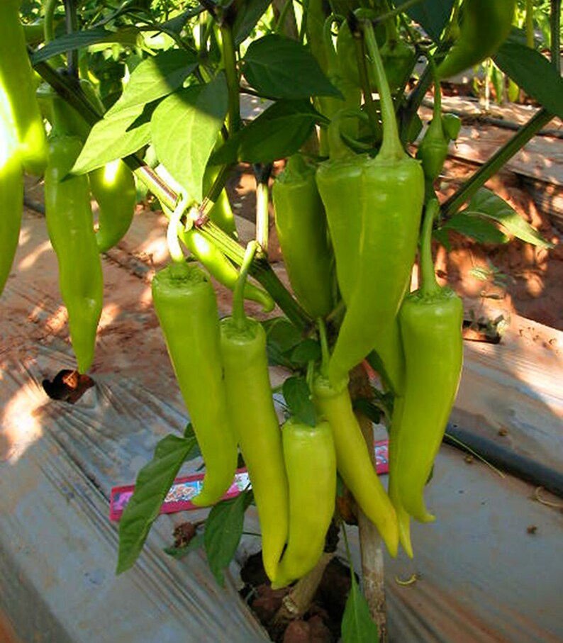 Northern Thai Green Chili 25 Seeds FrutaTropical Etsy