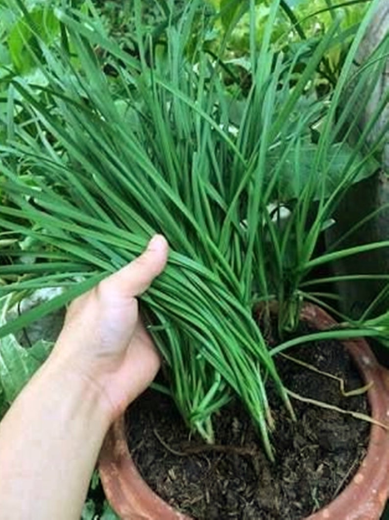 Asian chives Allium tuberosum 50 Seeds FrutaTropical | Etsy