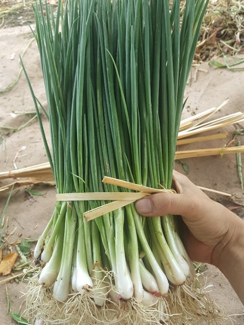 Green Shallot Bunching Onion 25 Seeds FrutaTropical Etsy