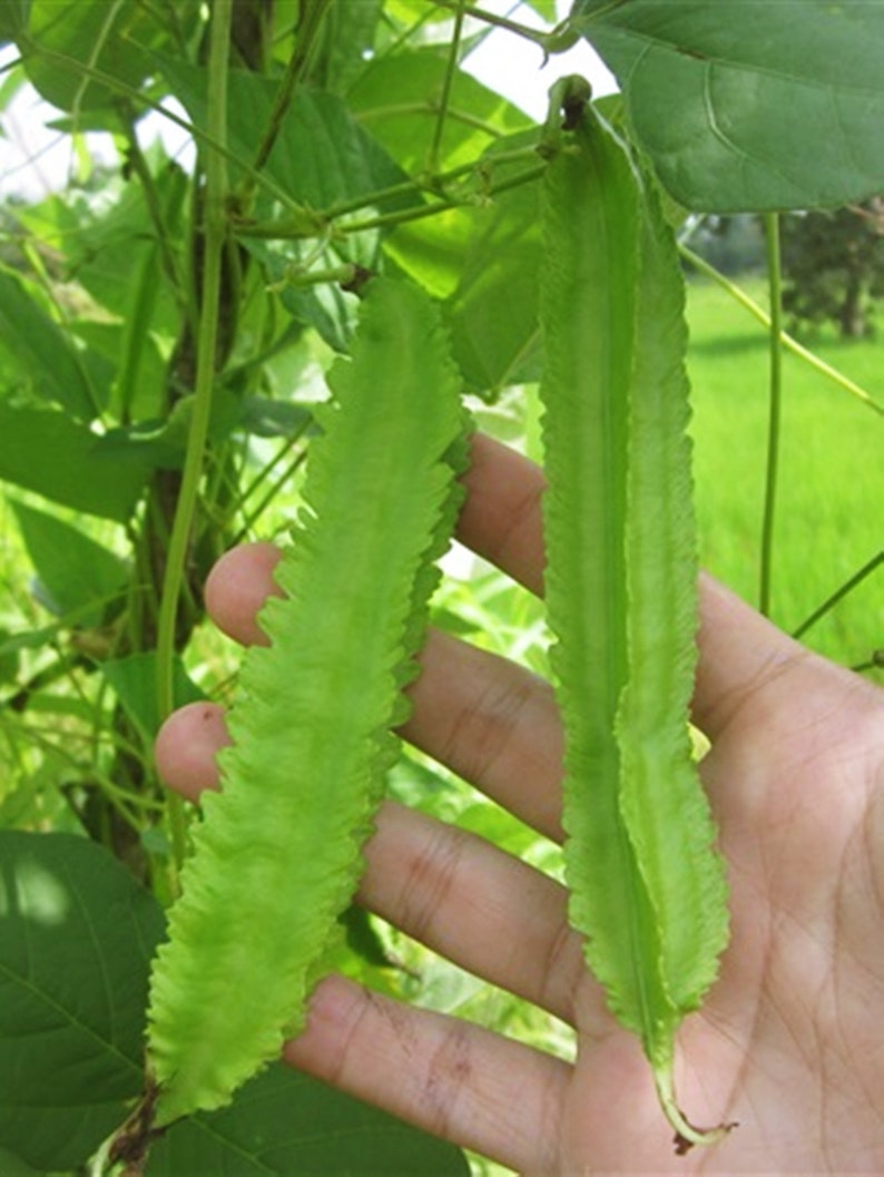 Dragon bean Winged bean Psophocarpus tetragonolobus 10 Seeds Etsy