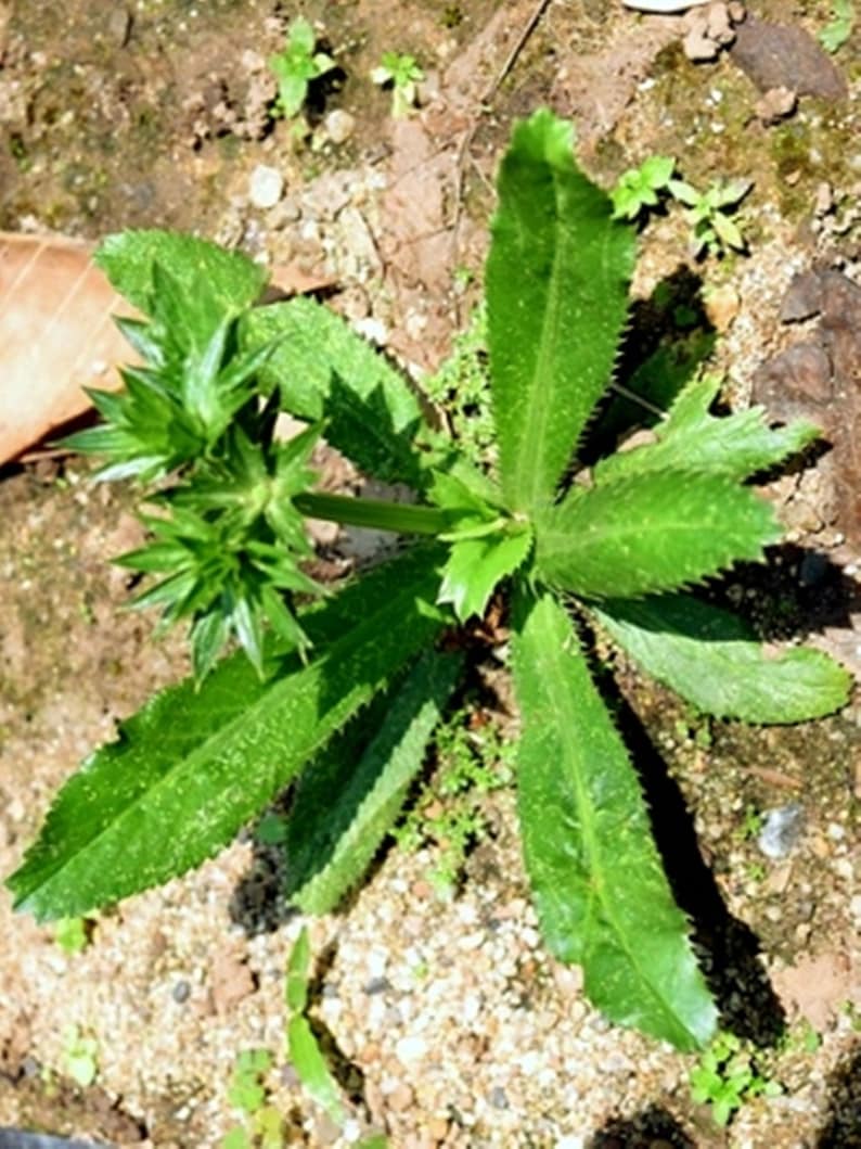 Culantro Eryngium foetidum 1000 Seeds FrutaTropical Etsy