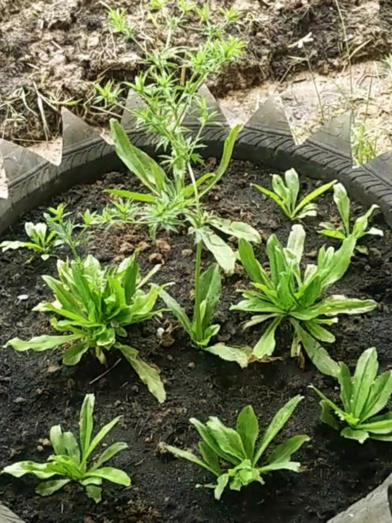 Culantro Eryngium foetidum 1000 Seeds FrutaTropical Etsy