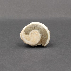Fossilized Snail From Austria - Handmade | Natural Fossil | Polished Specimen