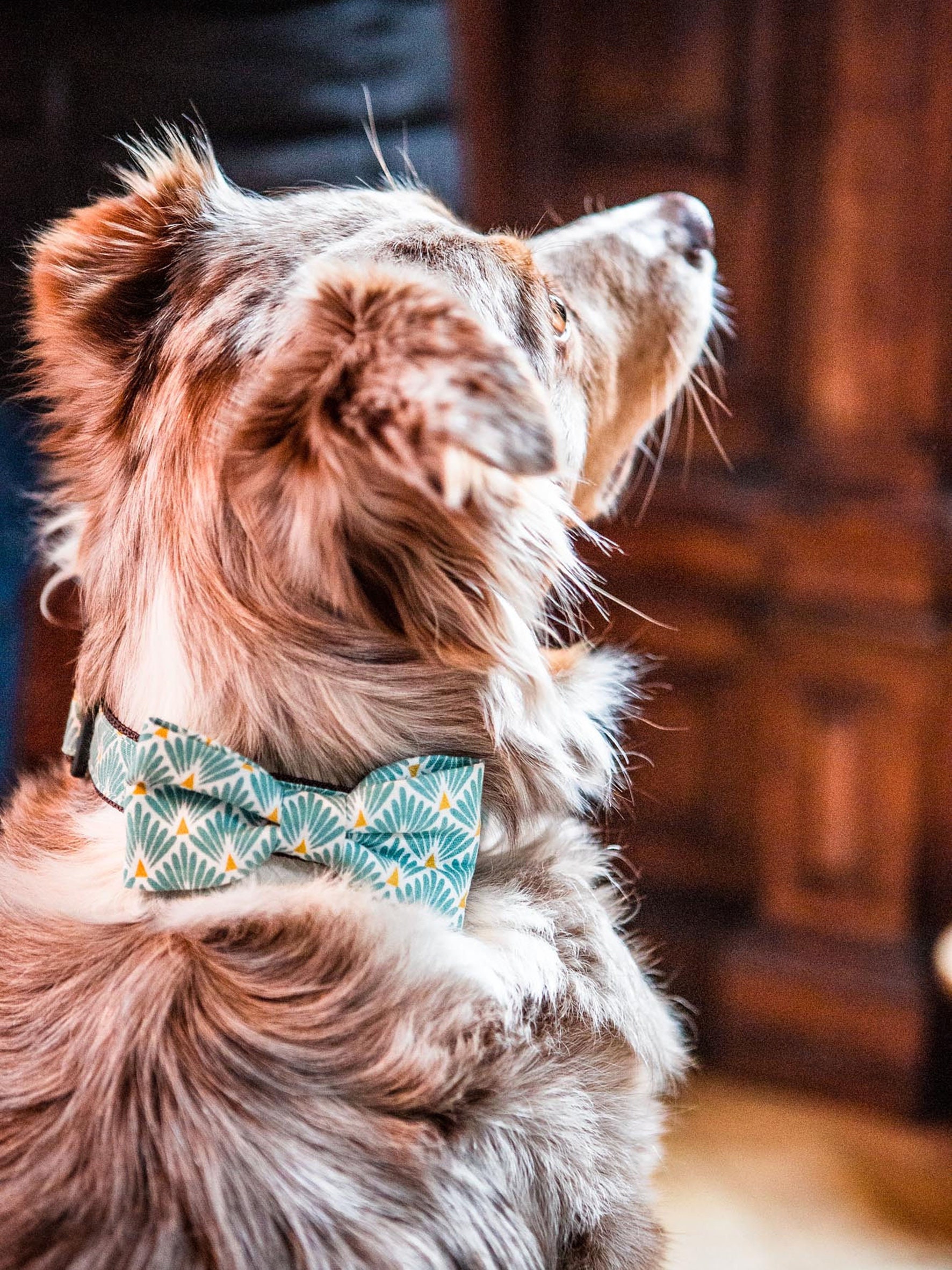 Collier de Chien Elisa S/Meter/L en Option avec Mouche