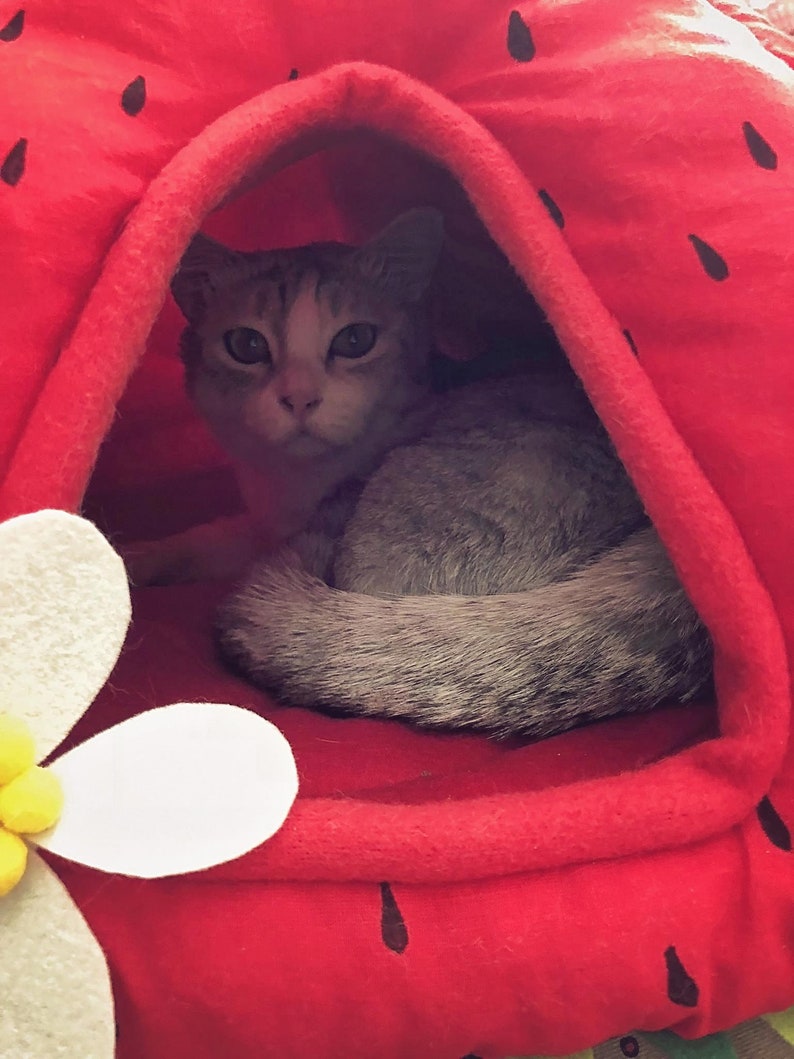 Juicy Strawberry Cat House pet cave pet bed for CAT or small Etsy