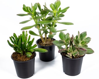 Potted Jade Plant Etsy - jade succulent 4 3 pack assorted mix