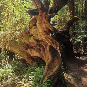 stump