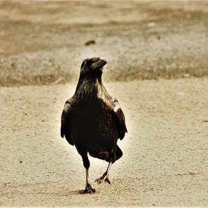 who you?! for palls of crows and the curious