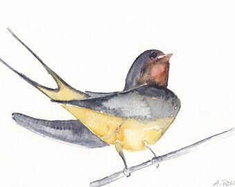 Barn swallow in watercolor