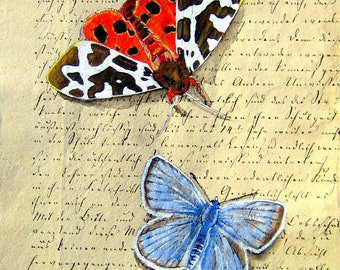 Butterfly (lettering) "Brown Bear" print