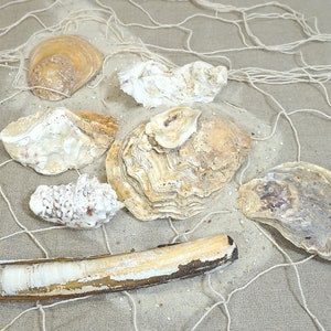 Op de afbeelding: Een verzameling verschillende schelpen, waaronder oesters en mosselen, gerangschikt op een zanderige ondergrond met een wit visnet. De schelpen vertonen natuurlijke beige, bruine en witte tinten, wat een kustthema creëert.