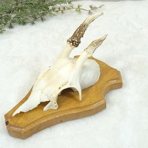 kleines Geweih, Gehörn, Rehgeweih - Wanddeko, Weihnachtsdeko, Kleiderhaken - Schmuckaufbewahrung