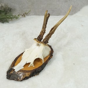 Vintage - altes Geweih, Gehörn - Wanddeko - Kleiderhaken