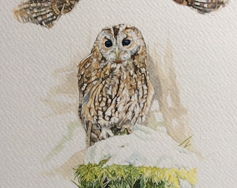 Original painting of a Tawny owl in the snow, watercolour study