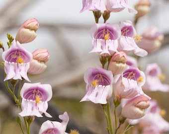 Penstemon Palmeri (Palmer’s Penstemon) 50 Flower Seeds