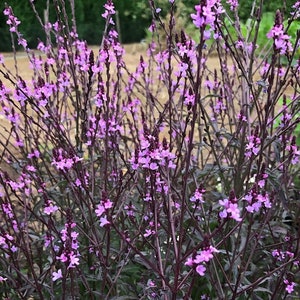 Verbena officinalis var. grandiflora Bampton Purple-Leaved Vervain 30 Flower Seeds image 1