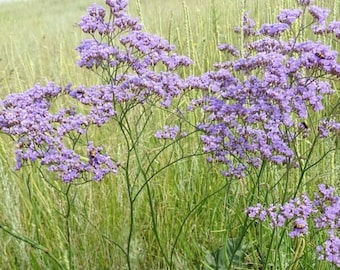 May include: A cluster of purple flowers with small blooms on tall, thin green stems. The flowers are in full bloom, with a backdrop of tall green grass and a hint of a grassy hill in the background. The image captures a natural, outdoor scene.