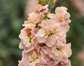 Stock Katz Abricot (Matthiola incana) 25 graines de fleurs