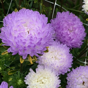 Aster Tower Silver (Aster callistephus) 20 Flower Seeds