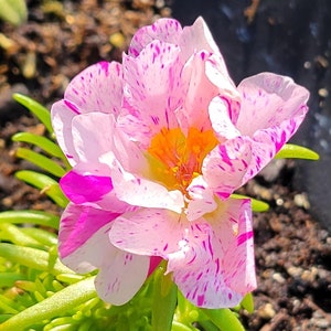 May include: A close-up of a pink and white flower with pink stripes. The flower has a yellow center and is surrounded by green leaves.