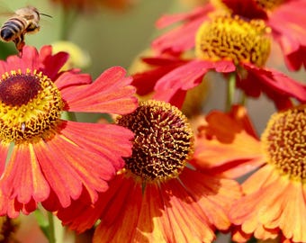 Helenium autumnale Red Gold Hyb. (Hierba estornudadora) 50 semillas de flores