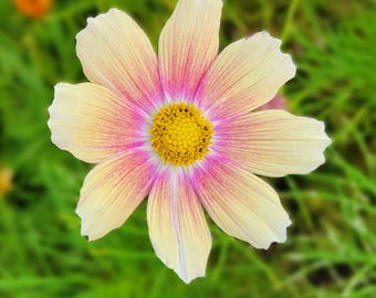 Limonada eléctrica Cosmos (Cosmos bipinnatus) 20 semillas de flores