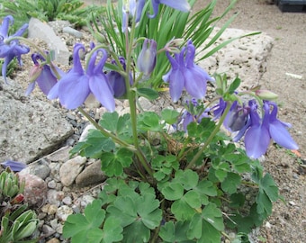 May include: A cluster of blue and purple columbine flowers with distinctive spurred petals and delicate, rounded green foliage. The plant features multiple nodding blossoms on slender stems, growing amidst a collection of small gray stones.