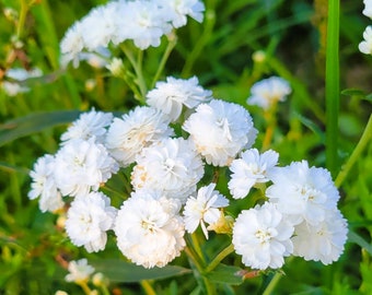 Achillea Double Diamond (Yarrow; Achillea ptarmica noblessa) 30 Flower Seeds