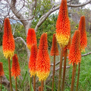Kniphofia Royal Castle hyb. (Red Hot Poker Grandiflora mix) 15 Flower Seeds