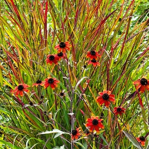 Rudbeckia triloba Prairie Glow (30 Flower Seeds)