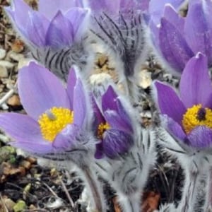 Pulsatilla halleri ssp. taurica Alpine Pasque Flower 10 Flower Seeds image 1