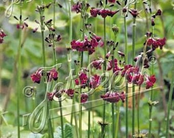 May include: A cluster of tall, slender green stems topped with small, deep burgundy-colored flowers. The plant features a base of broad, textured green leaves. The text Jet Seeds is overlaid multiple times across the image.