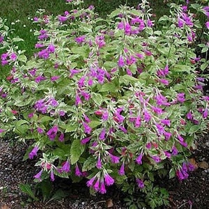 Calamintha grandiflora Elfin Purple (Large-Flowered calamint) 20 Flower Seeds