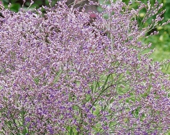 May include: A close-up of a bush of purple flowers with small, delicate blooms. The flowers are clustered on thin stems, creating a full, textured appearance. The background is blurred, suggesting a garden setting.