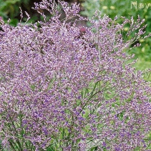 Limonium latifolium (Sea Lavender) 20 Flower Seeds