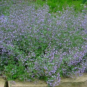May include: A dense cluster of small, light purple flowers with green foliage. The flowers are in full bloom, creating a soft, textured appearance. The plant is situated above a stone retaining wall, suggesting a garden setting.