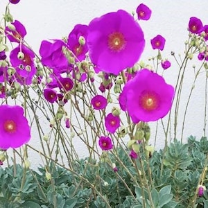 May include: A close-up of a cluster of vibrant magenta flowers with delicate stems and green leaves. The flowers have a bright pink center and are arranged in a natural, wild setting.