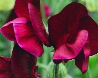 Guisante de olor Royal Maroon (Lathyrus odoratus) 15 semillas de flores