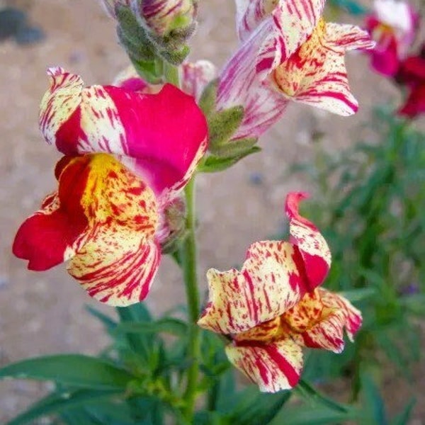 Snapdragon Brighton Rock (Antirrhinum Bizarre hyb) 50 Flower Seeds