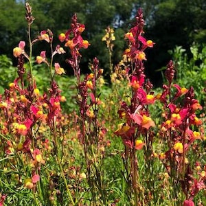 Linaria maroccana Licilia Peach (75 Toadflax Seeds)