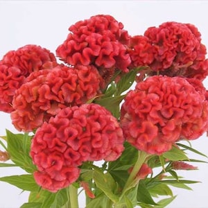 Celosia Chief Persimmon Cockscomb (Celosia argentea cristata) 30 Flower Seeds