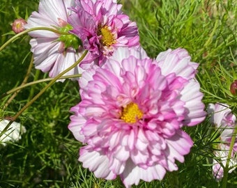 Cosmos Double Click Bicolor Pink  (15 Flower Seeds)