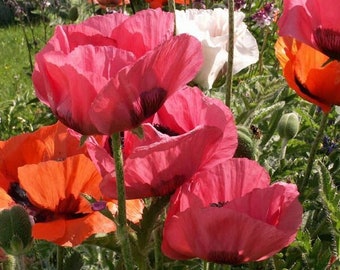 Puede incluir: Primer plano de flores de amapola rosa y naranja en flor. Las flores tienen pétalos delicados y están rodeadas de follaje verde.