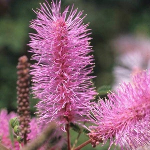 Mimosa dysocarpa Velvetpod Mimosa (10 Flower Seeds)