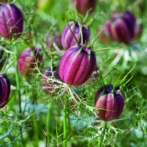 Nigella Albion Black Pod (Love-in-a-mist) 30 Flower Seeds