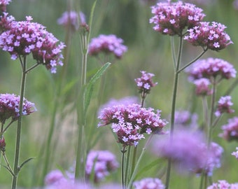 Verbena bonariensis (Verbena de copa púrpura) 50 semillas de flores