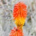 Kniphofia Triangularis (mandarin Poker; Dwarf Red Hot Poker) 15 Flower ...