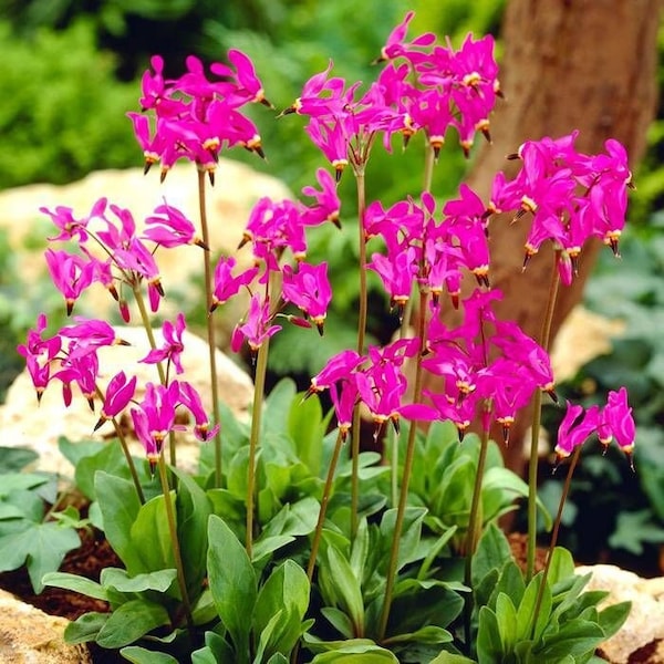 Dodecatheon meadia Red Colors (Shooting Star) 25 Flower Seeds