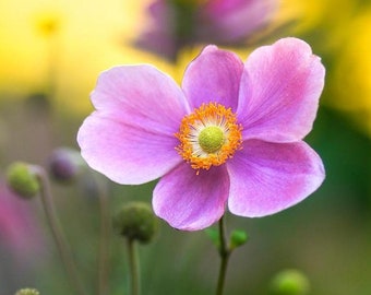 25 semillas de anémona rosa (flor de viento)