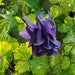 see more listings in the Perennial Flower Seeds section